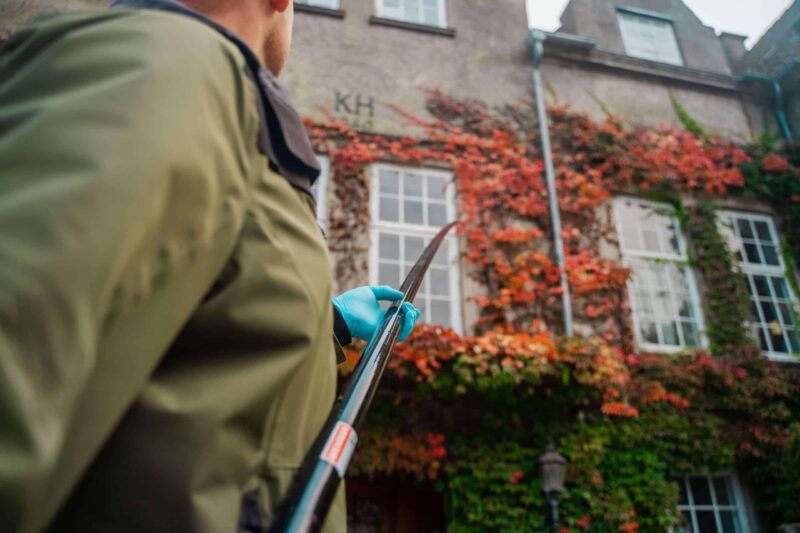 Miljøvenlig hvepsebekæmpelse – er det muligt?