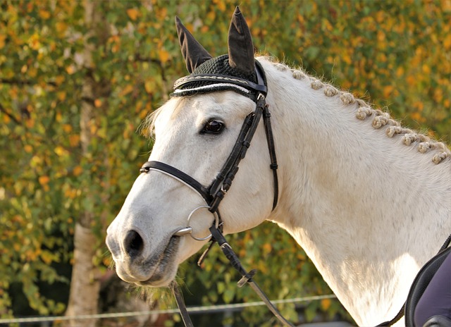 Skimmelsvamp på loftet: De 5 klassiske fejl du skal undgå